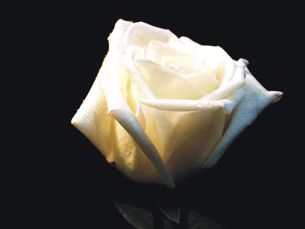 Class Flower - White Rose